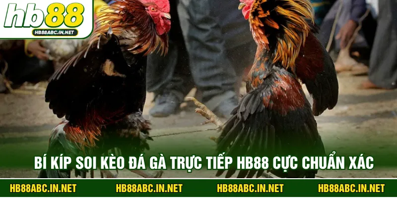 Bí kíp soi kèo đá gà trực tiếp HB88 cực chuẩn xác