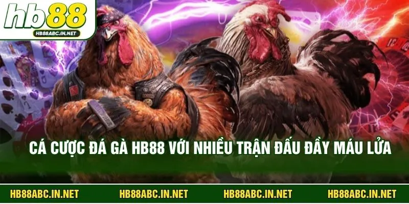 Cá cược đá gà HB88 với nhiều trận đấu đầy máu lửa