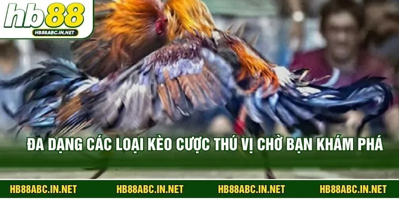 Đa dạng các loại kèo cược thú vị chờ bạn khám phá