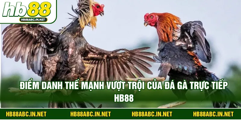 Điểm danh thế mạnh vượt trội của đá gà trực tiếp HB88