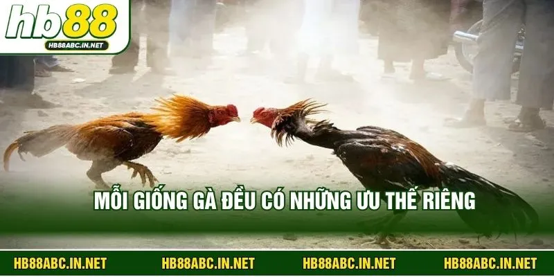 Mỗi giống gà đều có những ưu thế riêng