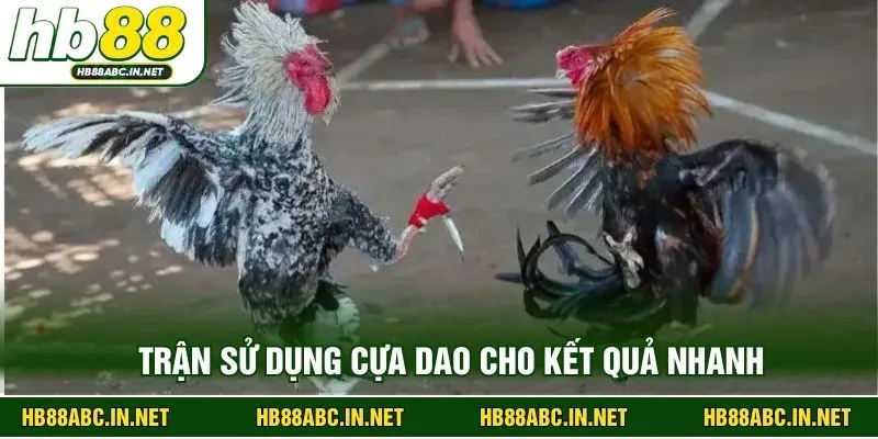 Trận sử dụng cựa dao cho kết quả nhanh